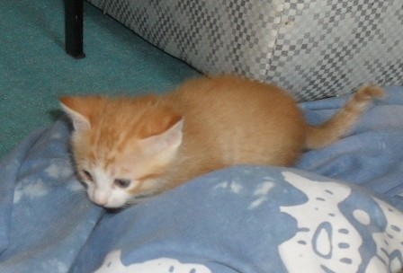 chat roux etoile1.jpg